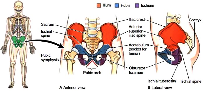 Appendicular skeleton. Pelvic Bones. Lower limb bones